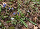 Scilla siberica