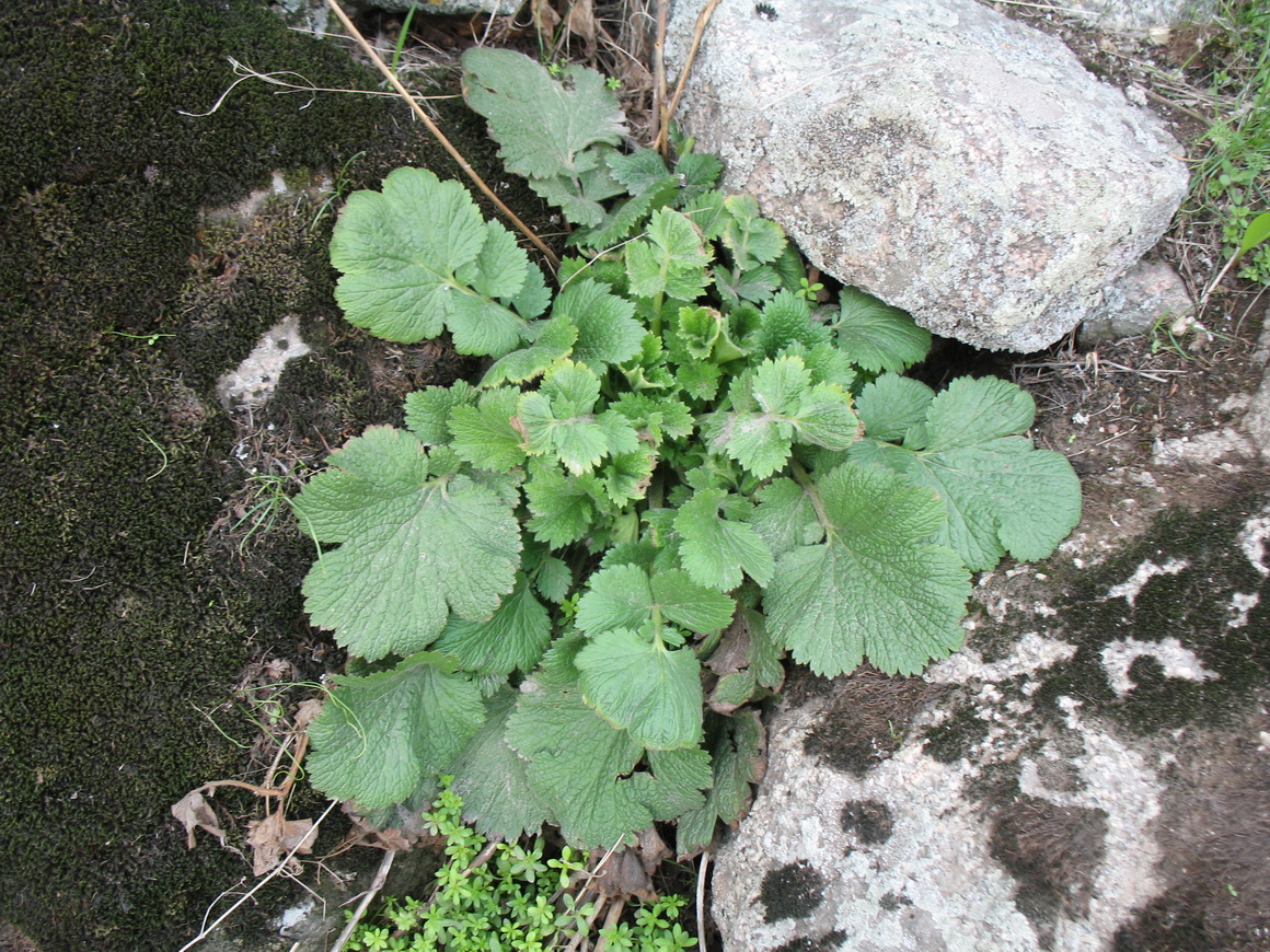 Изображение особи Orthurus heterocarpus.