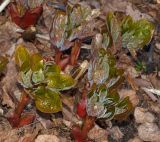 Paeonia wittmanniana