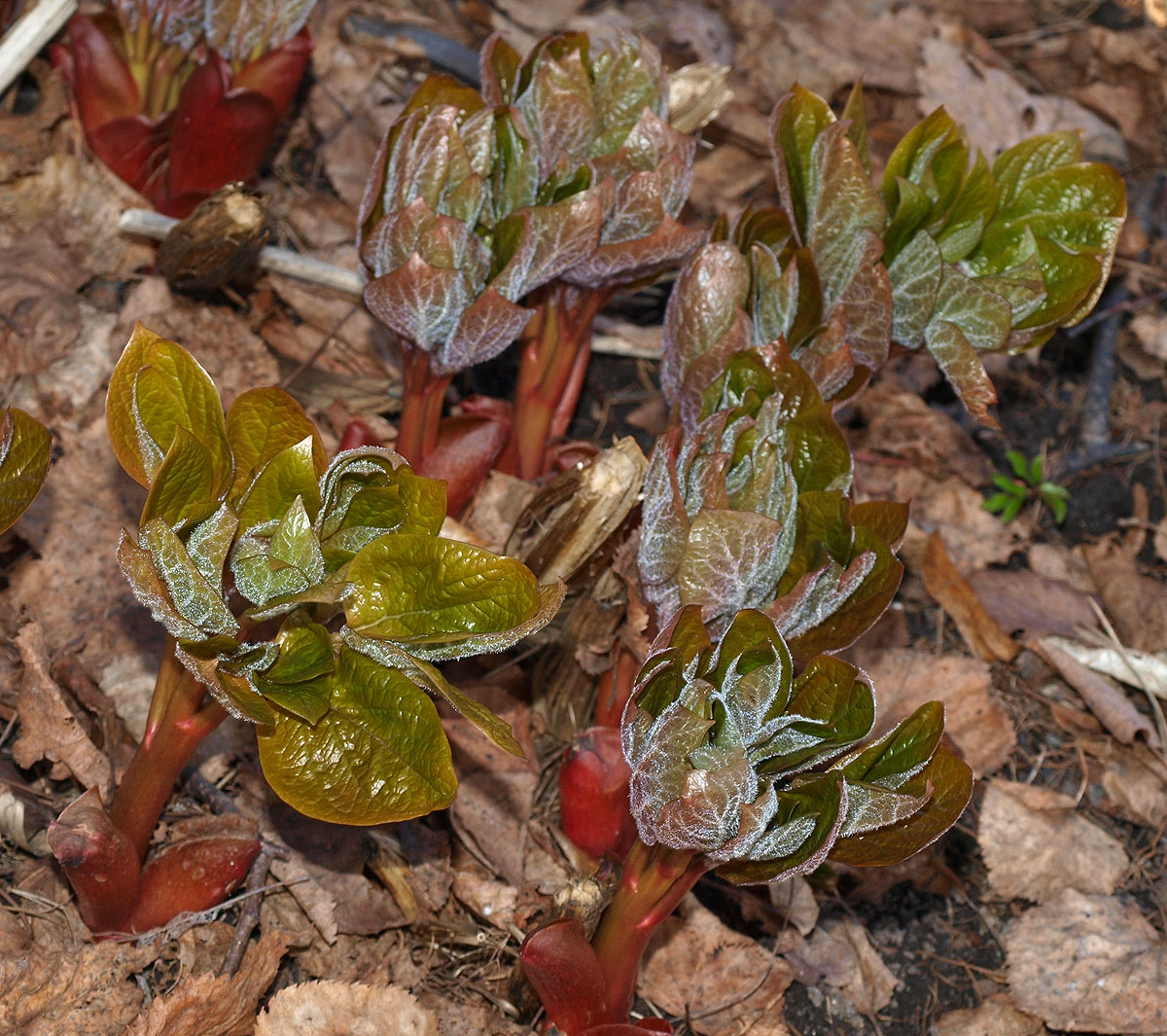 Image of Paeonia wittmanniana specimen.