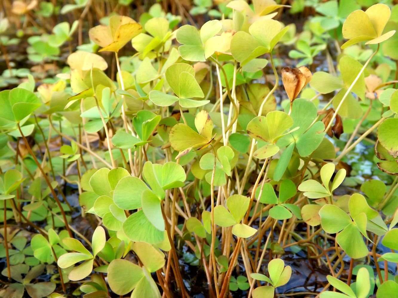 Изображение особи Marsilea quadrifolia.