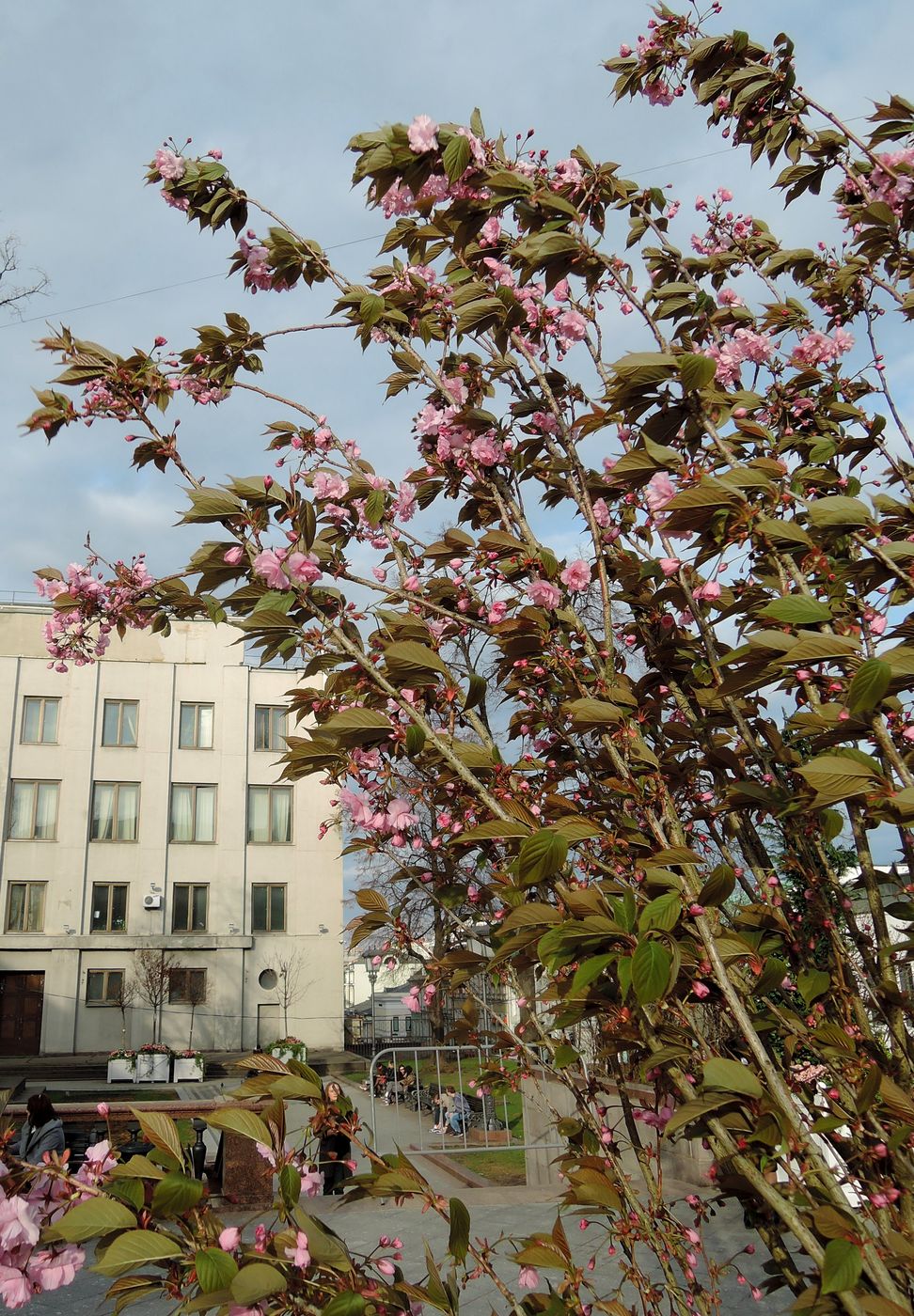 Image of Prunus serrulata specimen.