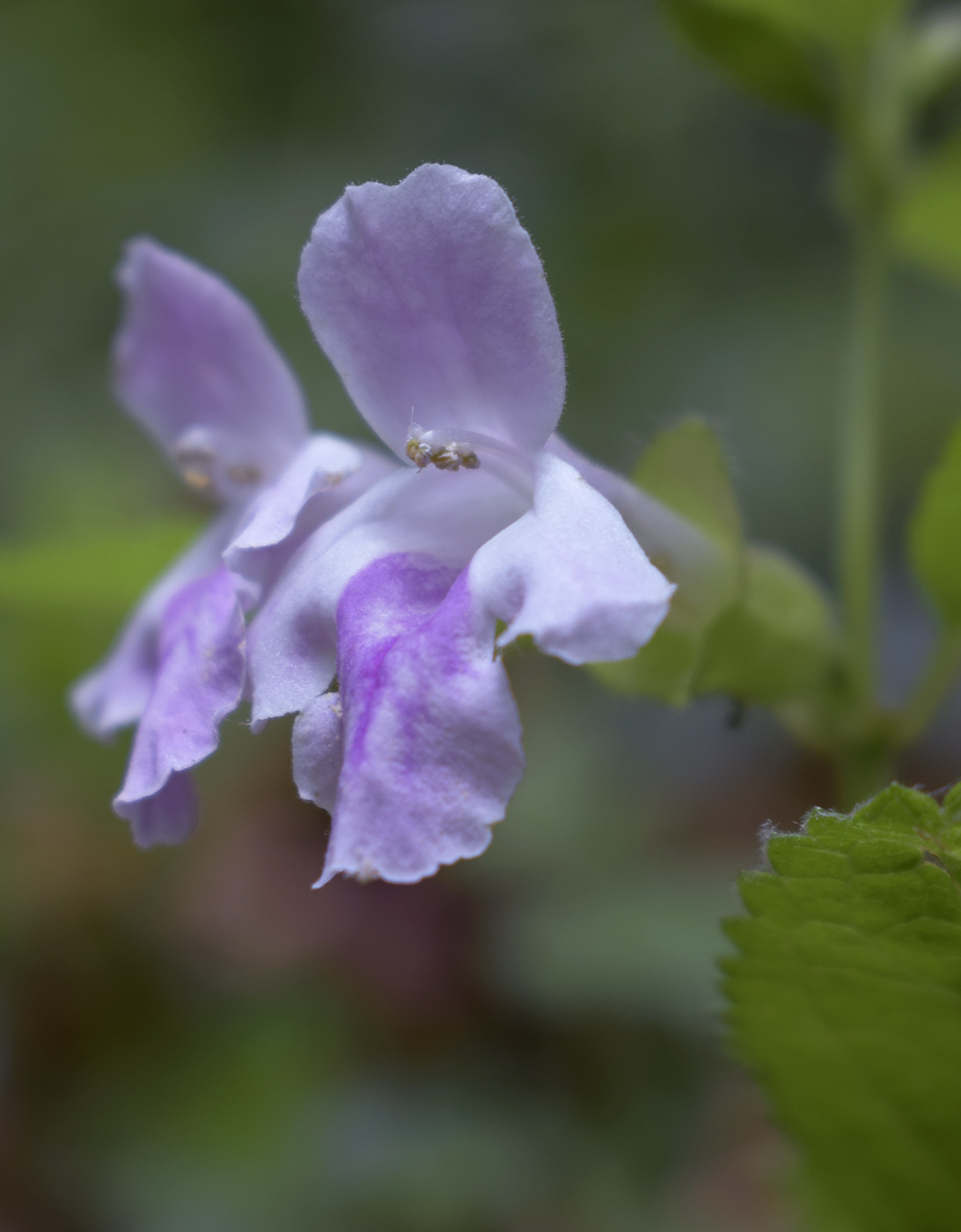 Изображение особи Melittis melissophyllum.