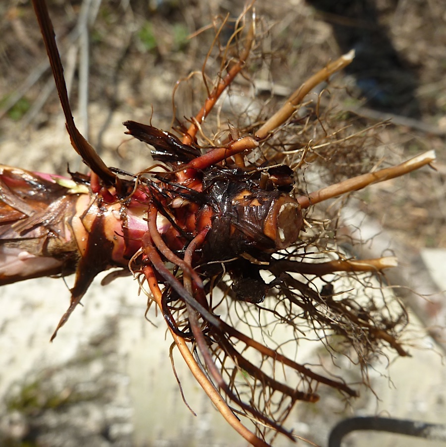 Image of Filipendula ulmaria specimen.