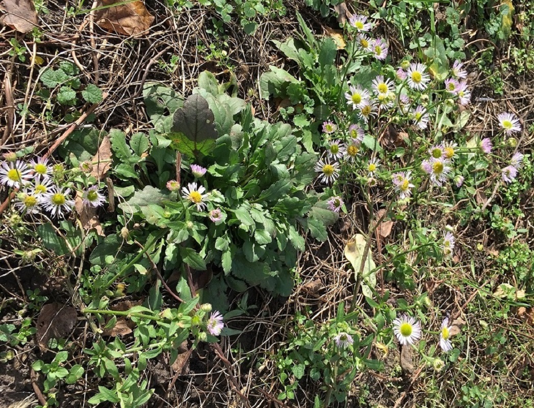 Image of Erigeron annuus specimen.