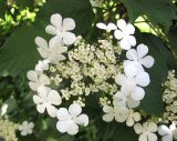 Viburnum opulus. Соцветие. Украина, г. Киев, Южная Борщаговка, ул. Симиренко. 22 мая 2010 г.