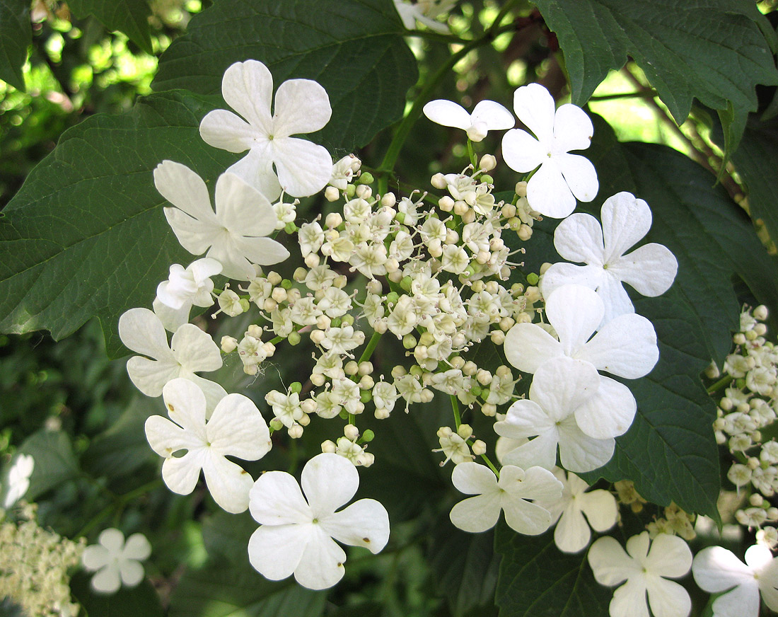 Изображение особи Viburnum opulus.