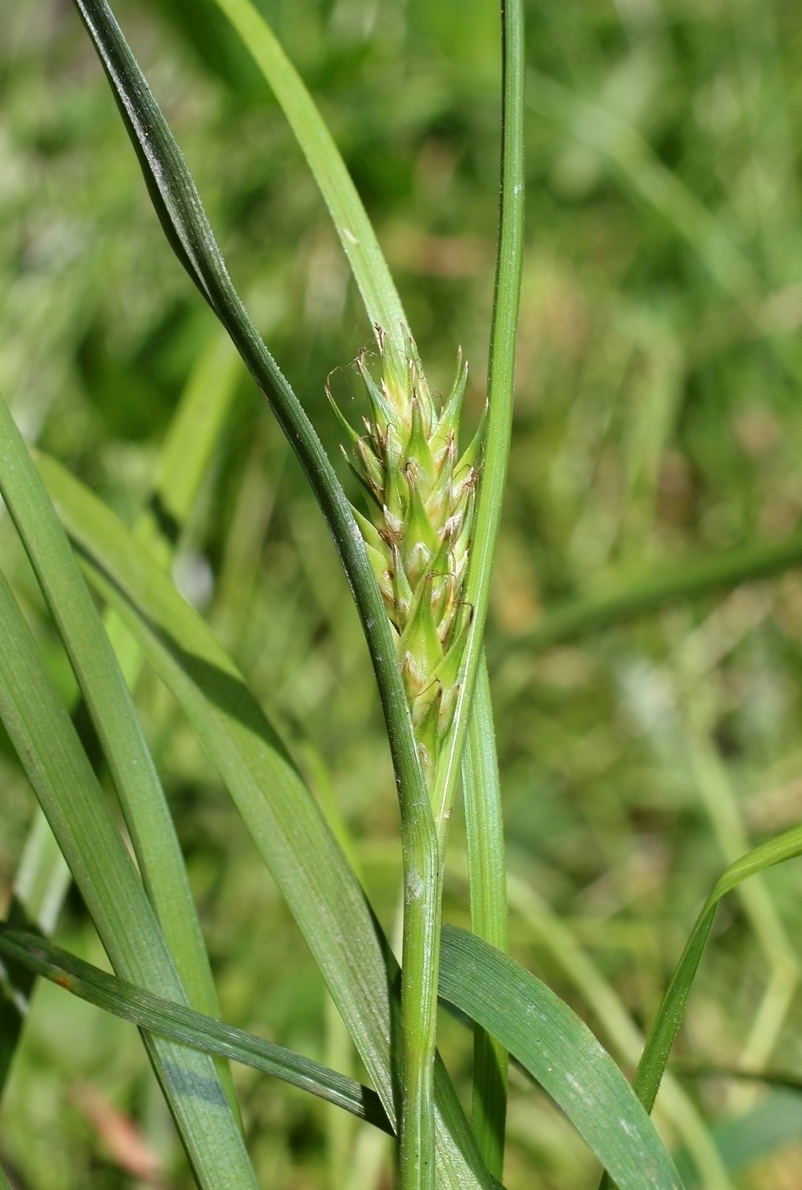 Image of Carex hordeistichos specimen.