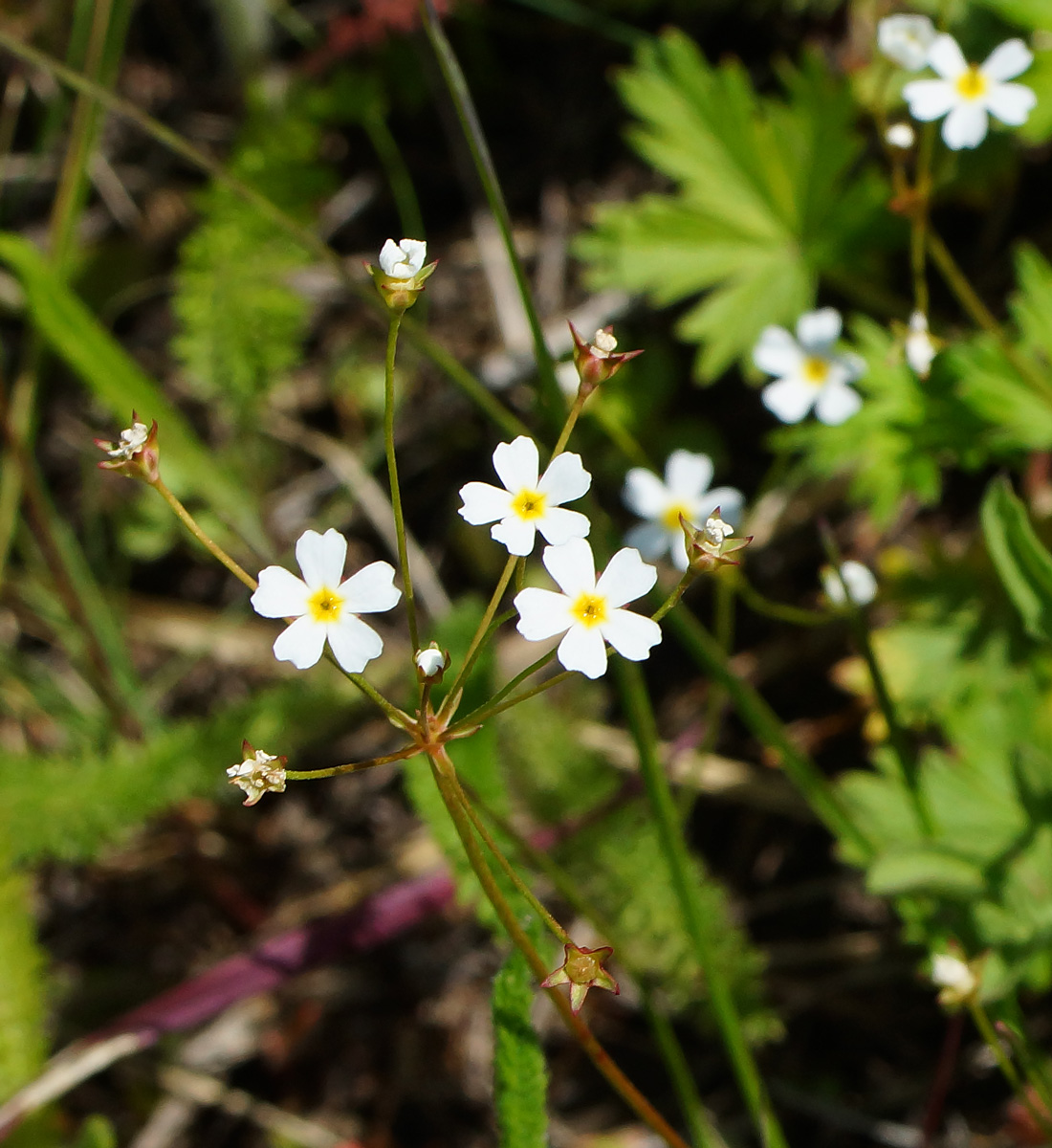 Image of Androsace lactiflora specimen.