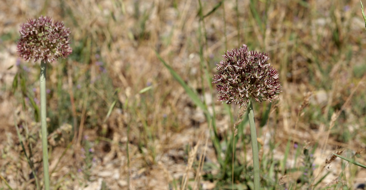 Изображение особи Allium taschkenticum.