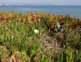 Carpobrotus edulis