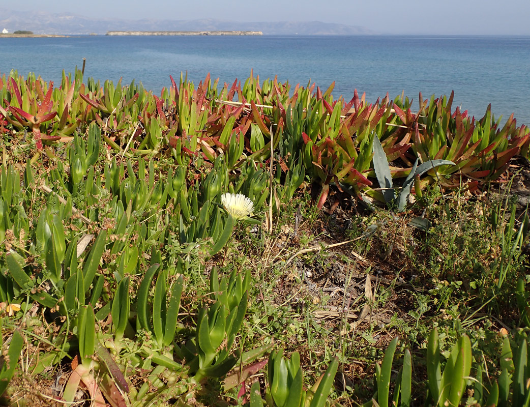 Изображение особи Carpobrotus edulis.