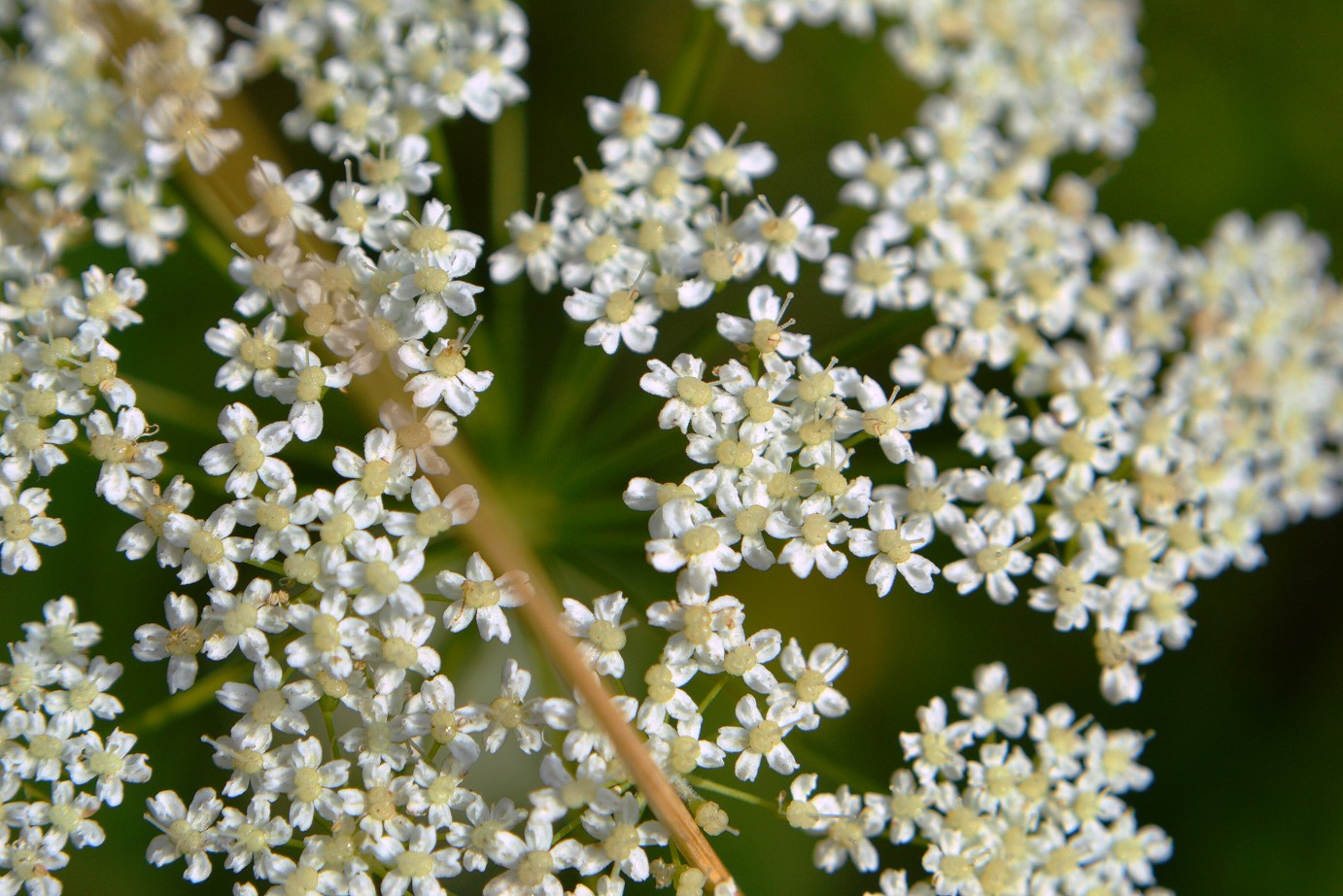 Изображение особи род Pimpinella.