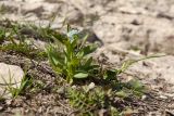 Myosotis lithuanica. Цветущее растение. Псковская обл., Псковский р-н, окр. погоста Выбуты, берег р. Великая, частично задернованное известняковое обнажение. 26.06.2018.