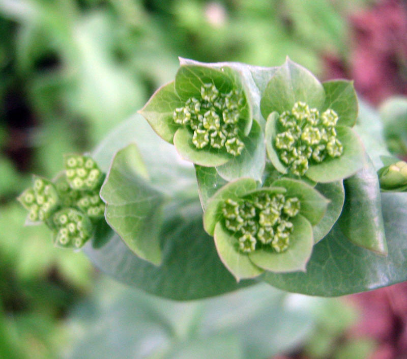 Изображение особи Bupleurum longifolium ssp. aureum.