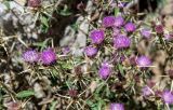 Centaurea iberica