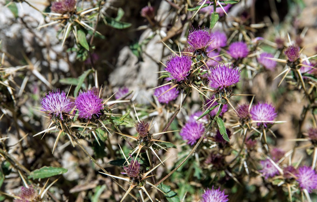 Image of Centaurea iberica specimen.