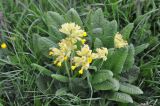 Primula macrocalyx. Цветущее растение. Грузия, Боржоми-Харагаульский национальный парк, маршрут №1; гора Ломис-Мта, ≈ 2000 м н.у.м., предвершинный пастбищный луг. 25.05.2018.