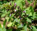 Dracocephalum thymiflorum