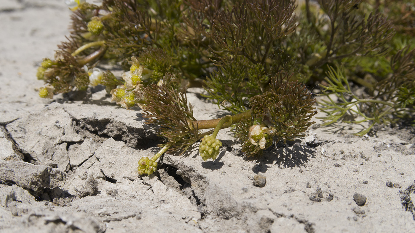 Image of Ranunculus rionii specimen.