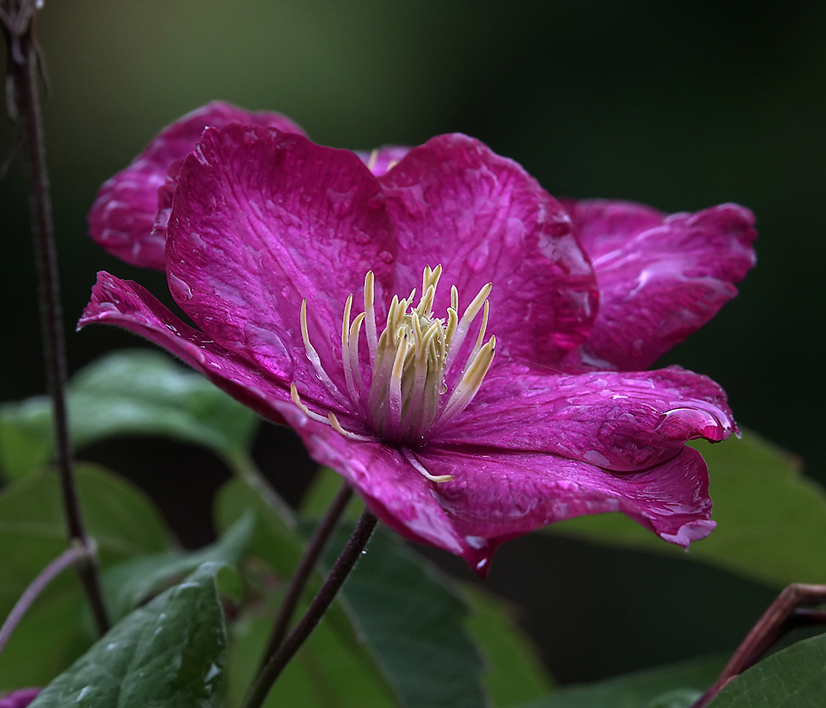 Изображение особи Clematis &times; jackmanii.