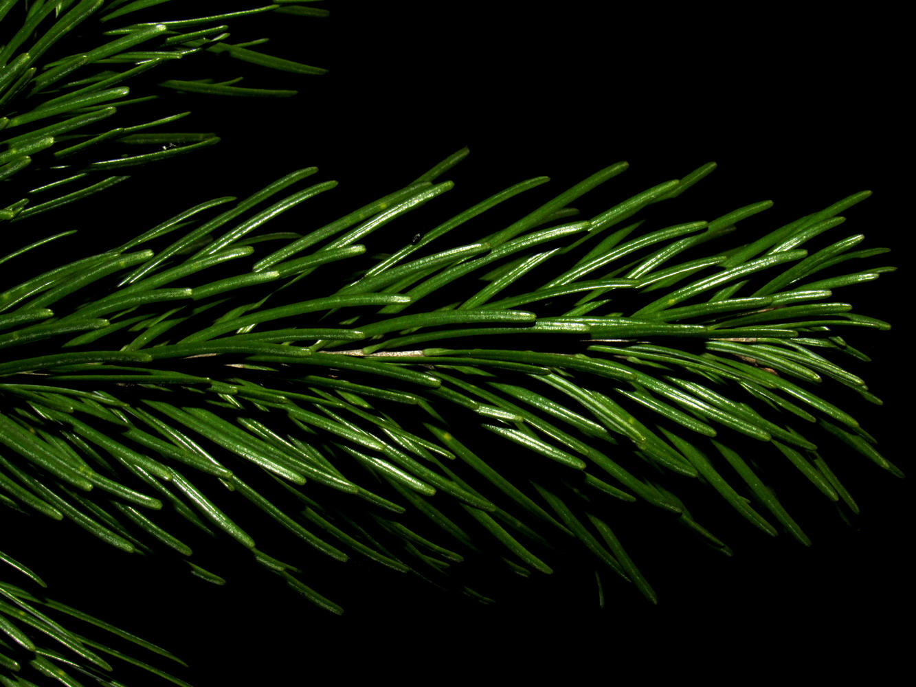 Image of Abies sibirica specimen.