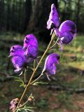 род Aconitum