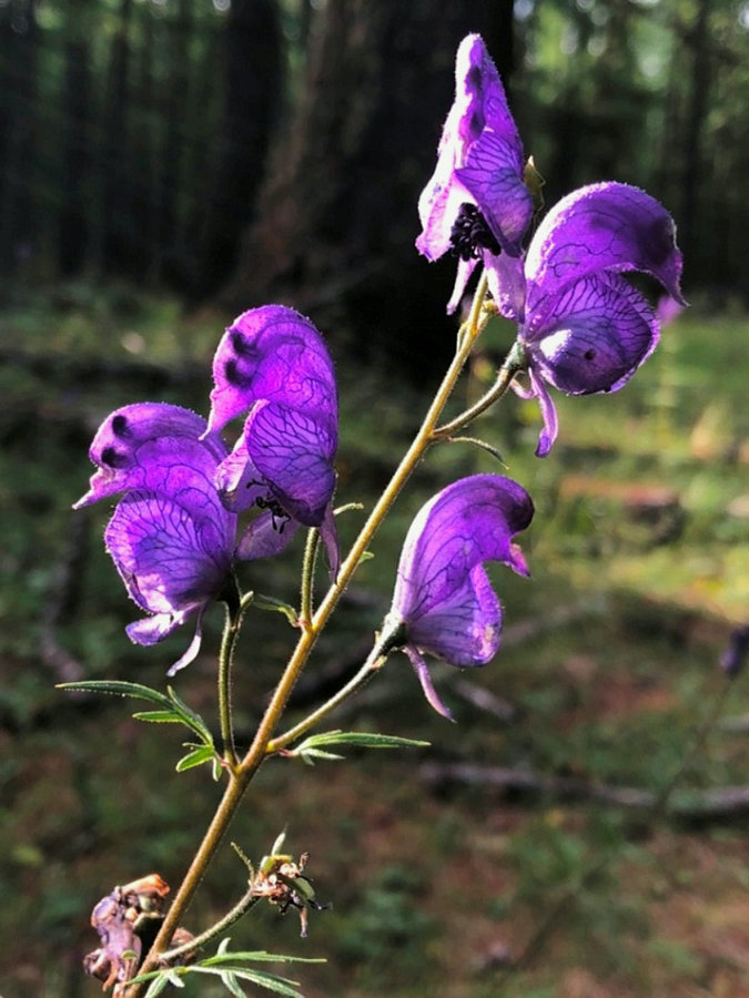 Изображение особи род Aconitum.