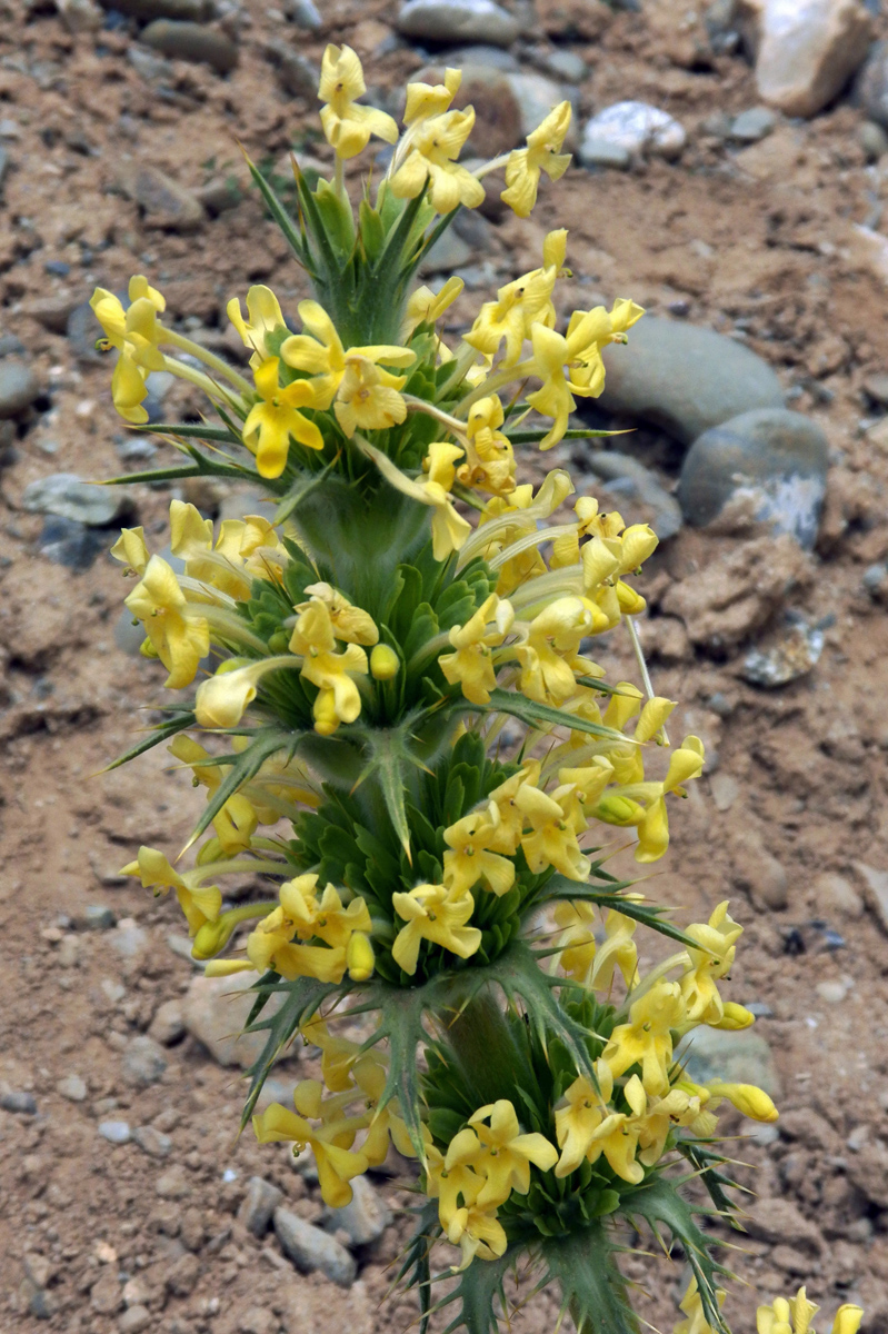 Image of Morina coulteriana specimen.