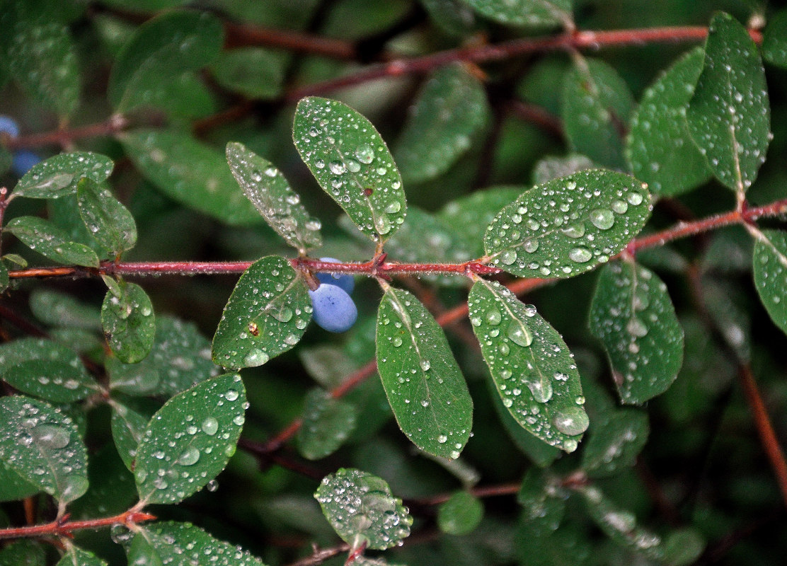 Image of Lonicera pallasii specimen.