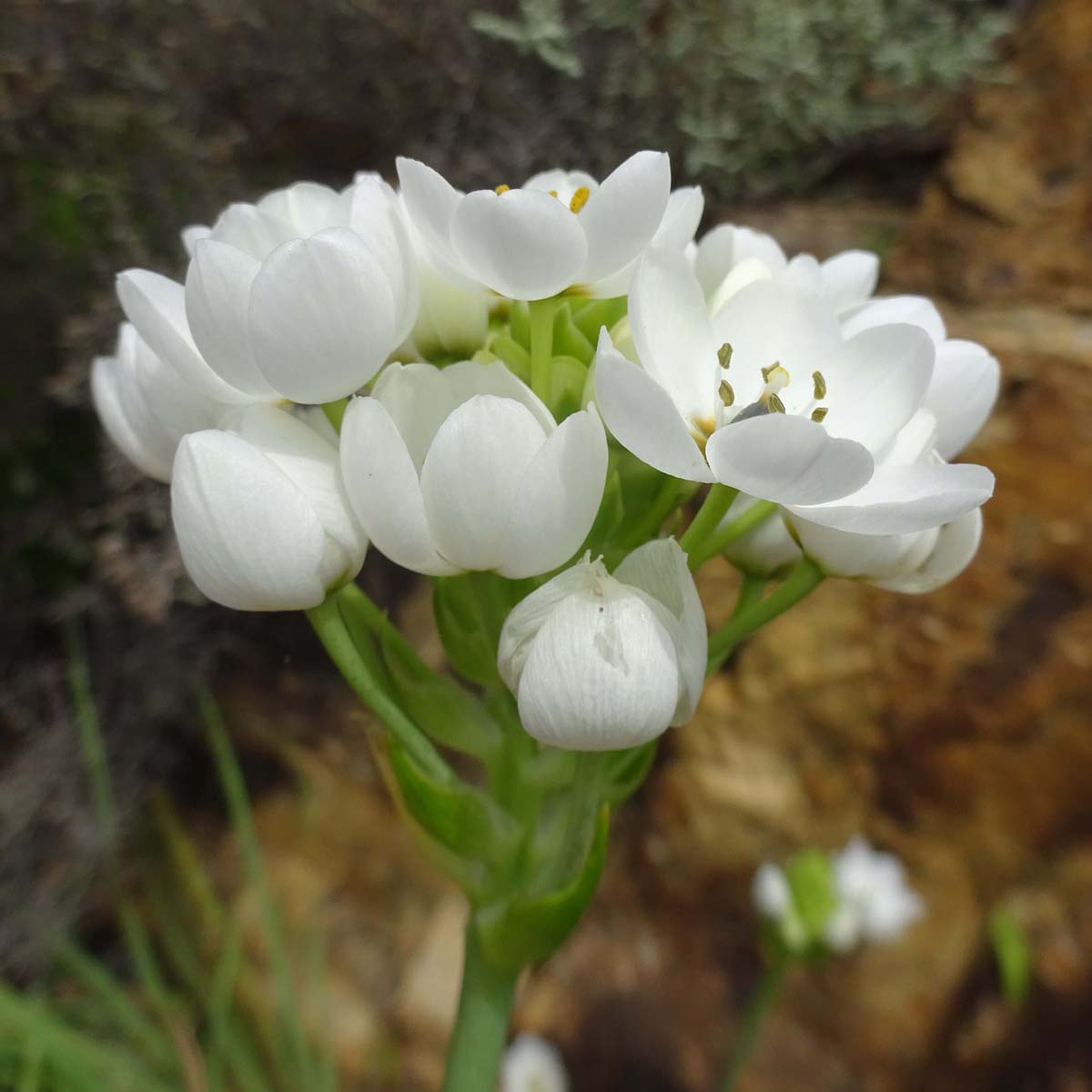 Изображение особи Ornithogalum thyrsoides.