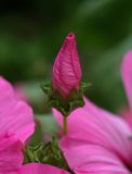 Malva trimestris