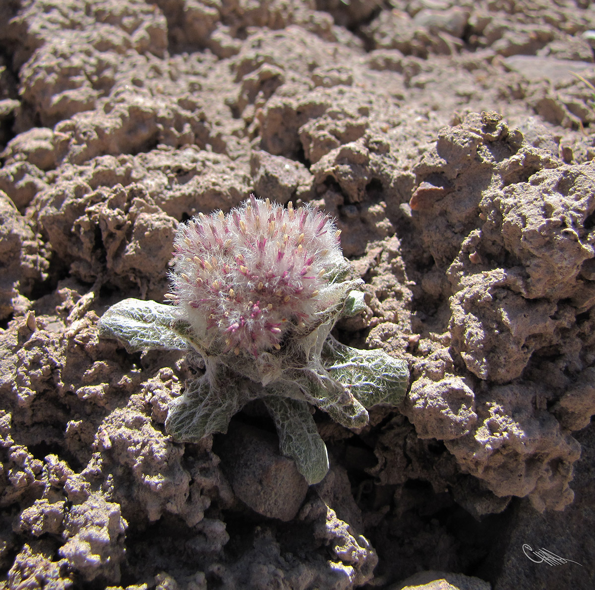 Изображение особи Saussurea glacialis.