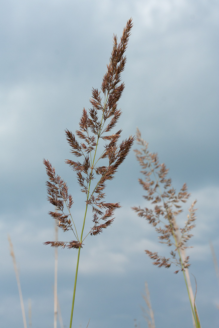 Изображение особи Calamagrostis epigeios.