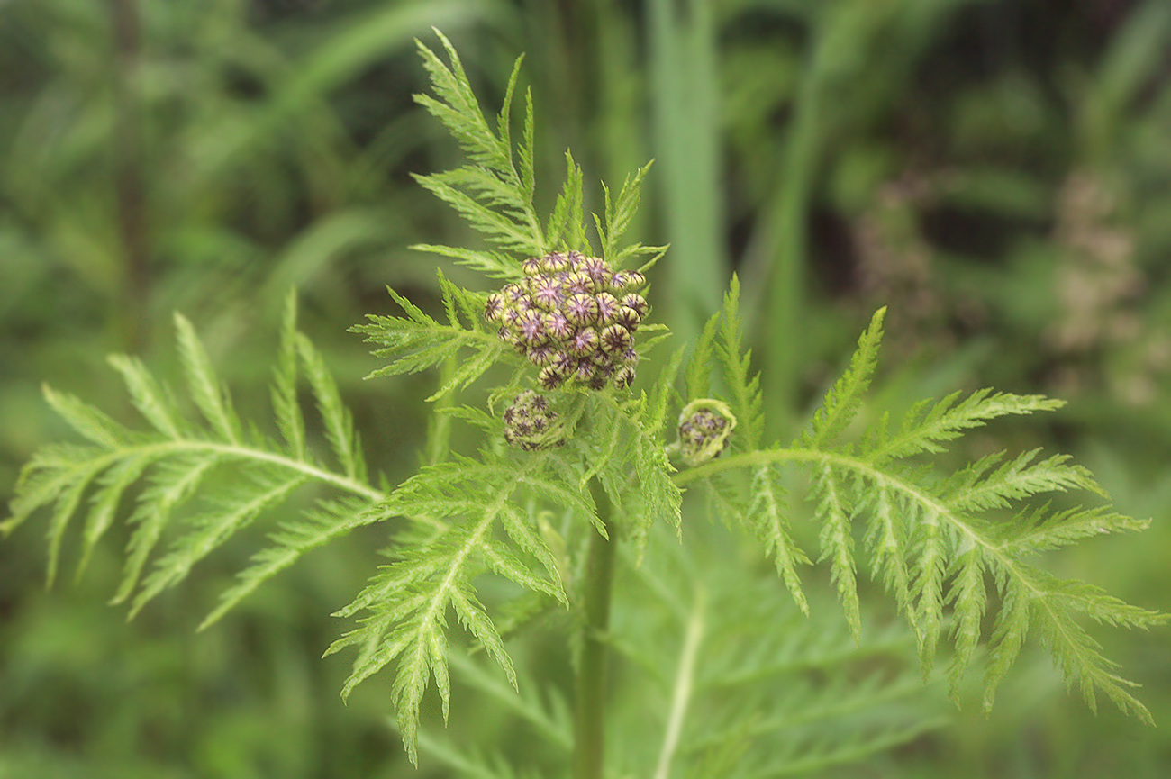 Image of Tanacetum boreale specimen.