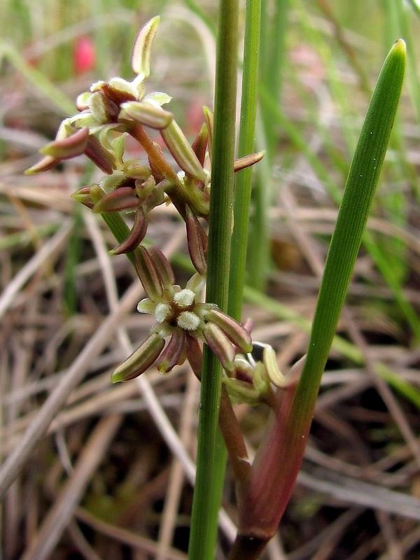 Image of Scheuchzeria palustris specimen.