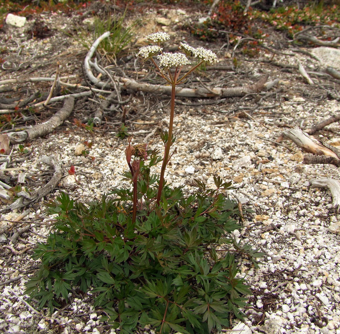 Image of Tilingia ajanensis specimen.