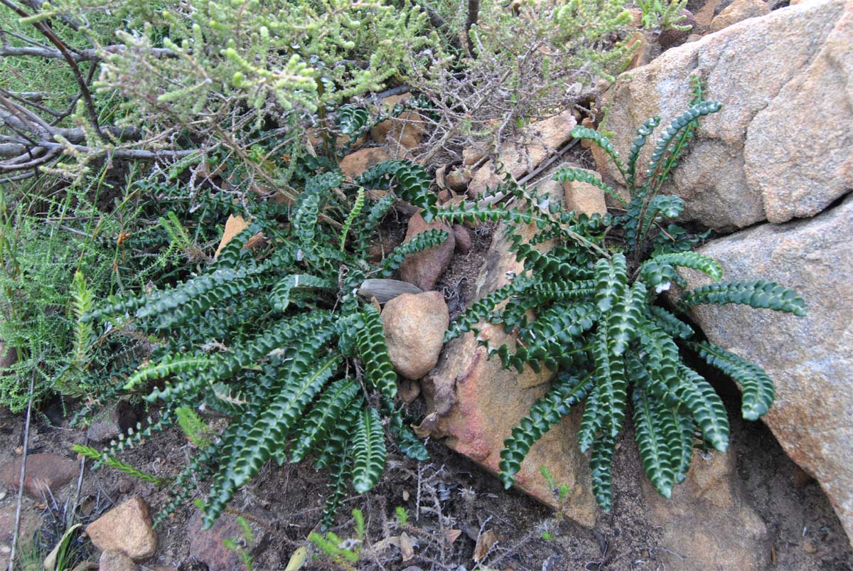 Image of Gerbera linnaei specimen.