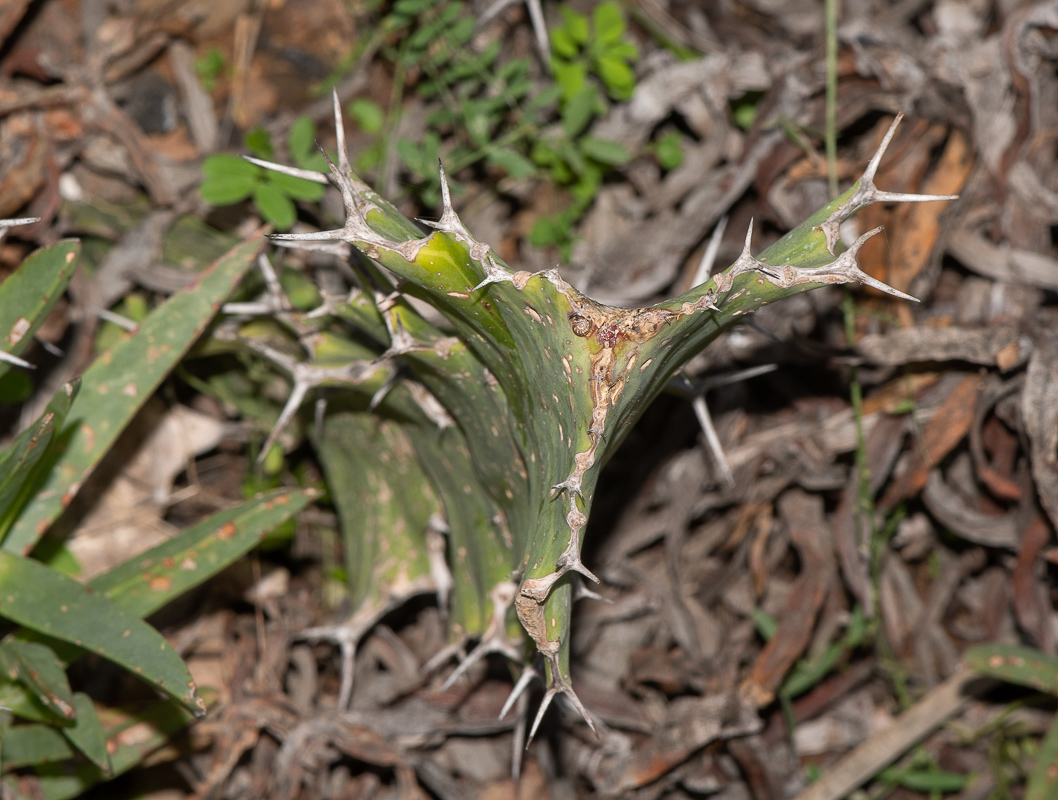 Image of Euphorbia grandicornis specimen.