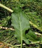 Rumex acetosa