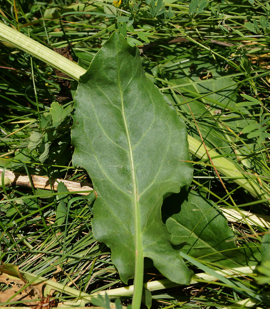 Image of Rumex acetosa specimen.