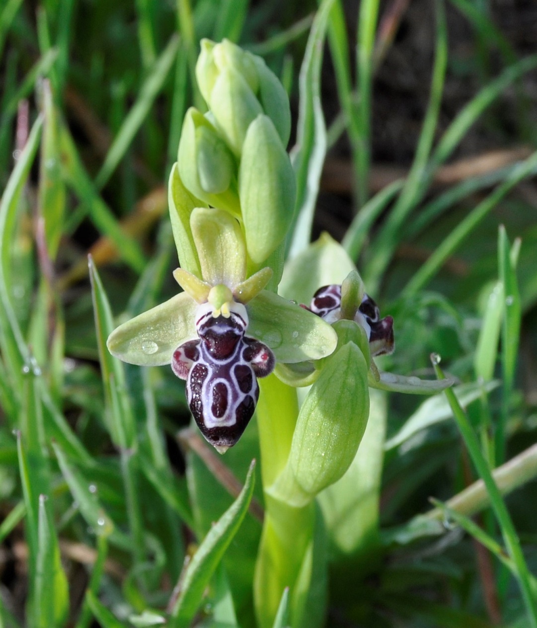 Изображение особи Ophrys kotschyi.