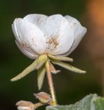 Dombeya burgessiae