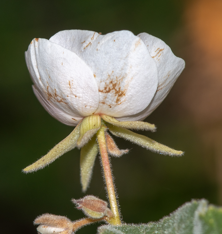 Изображение особи Dombeya burgessiae.