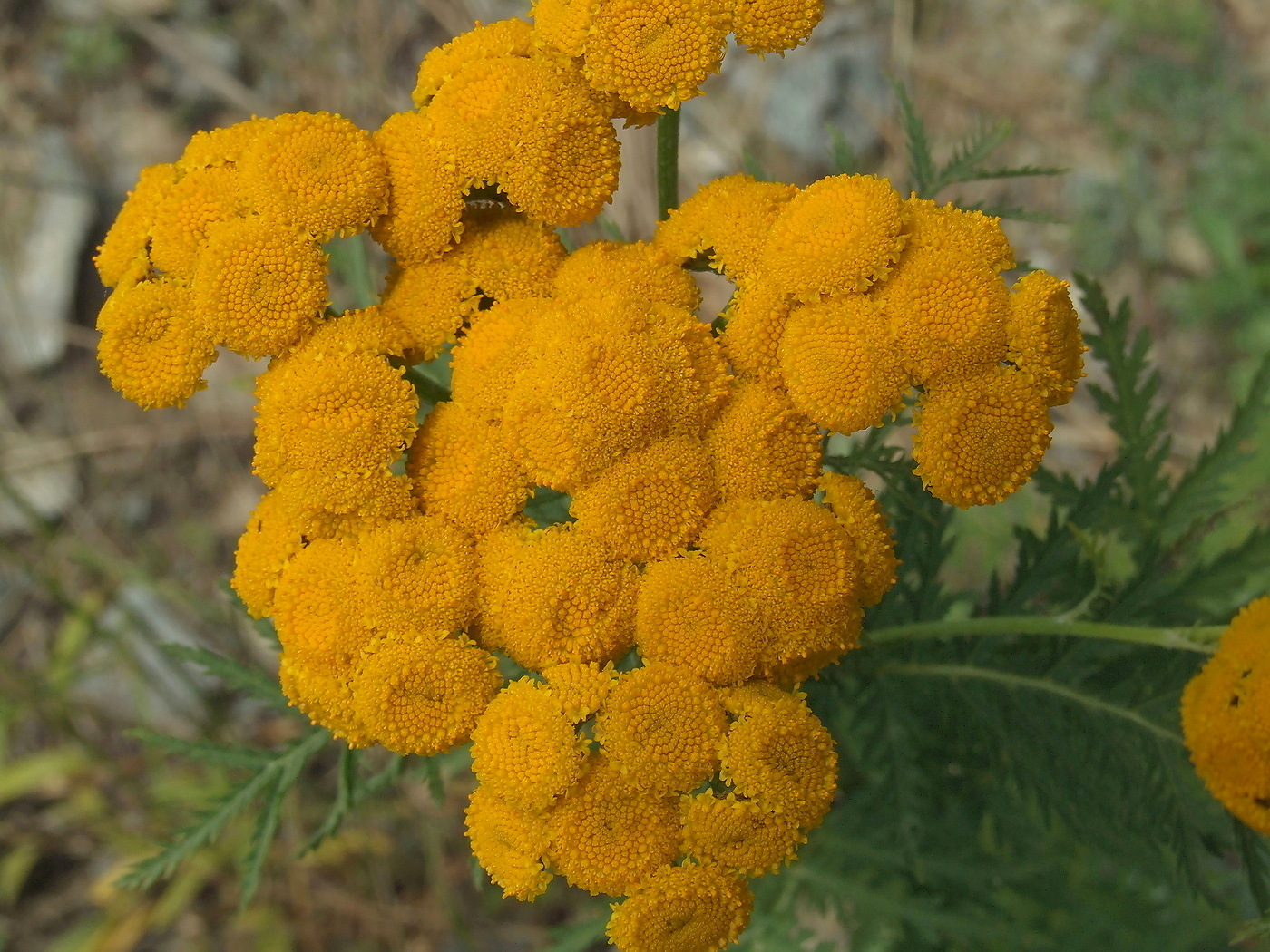 Image of Tanacetum boreale specimen.