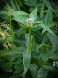 Gentiana cruciata. Верхушка зацветающего растения. Кировская обл., г. Киров, Ботанический сад Вятского государственного университета, в культуре. 31.07.2018.