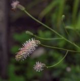 Sanguisorba parviflora