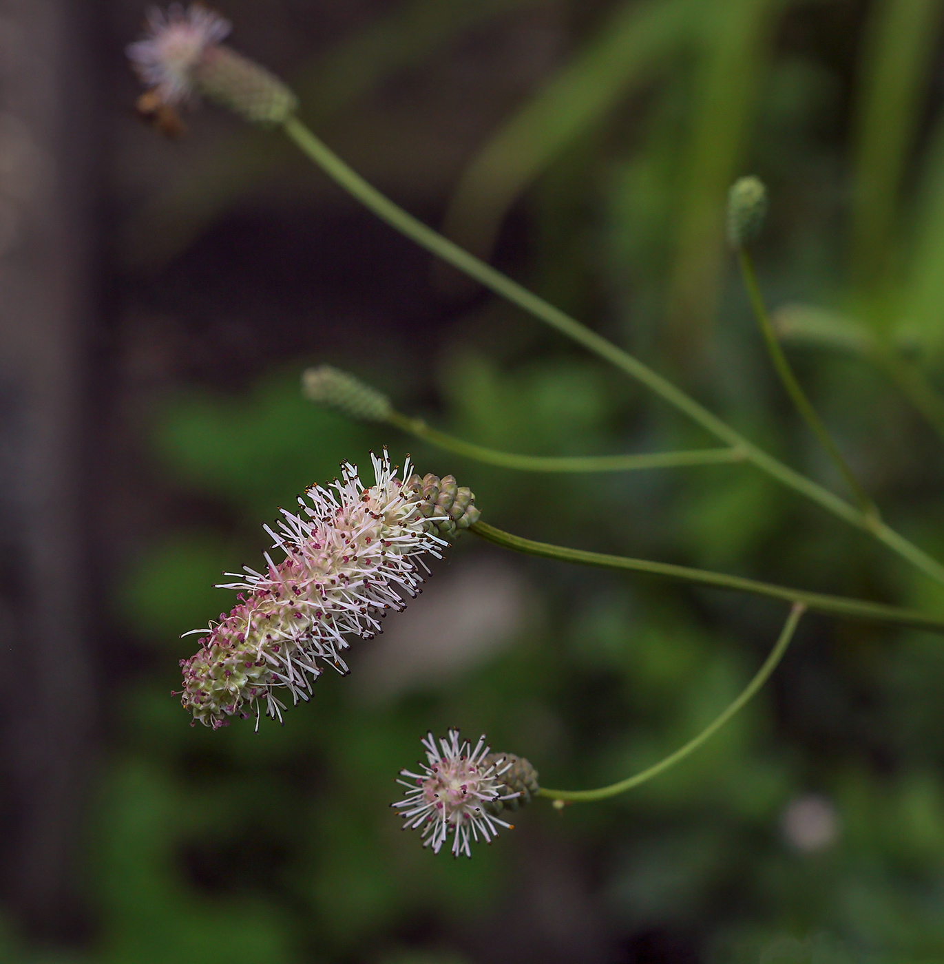 Image of Sanguisorba parviflora specimen.