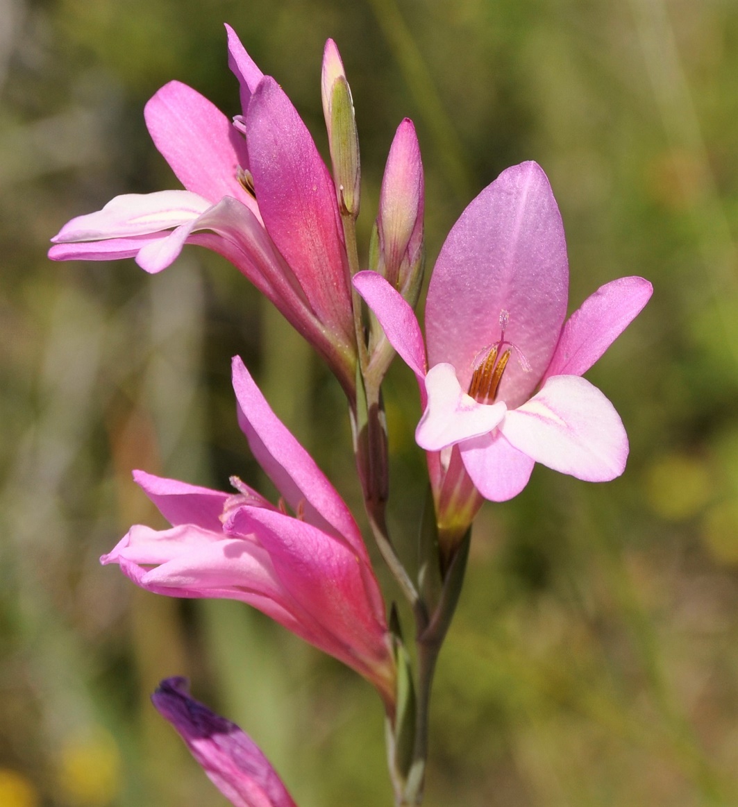 Изображение особи Gladiolus triphyllus.