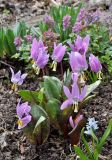 Erythronium sibiricum